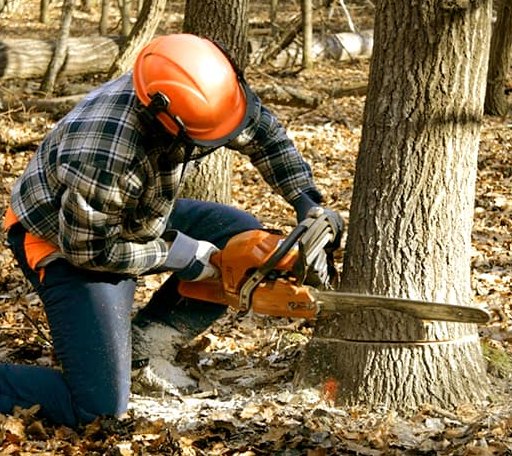 Tree Removal in Birch Harbor, ME